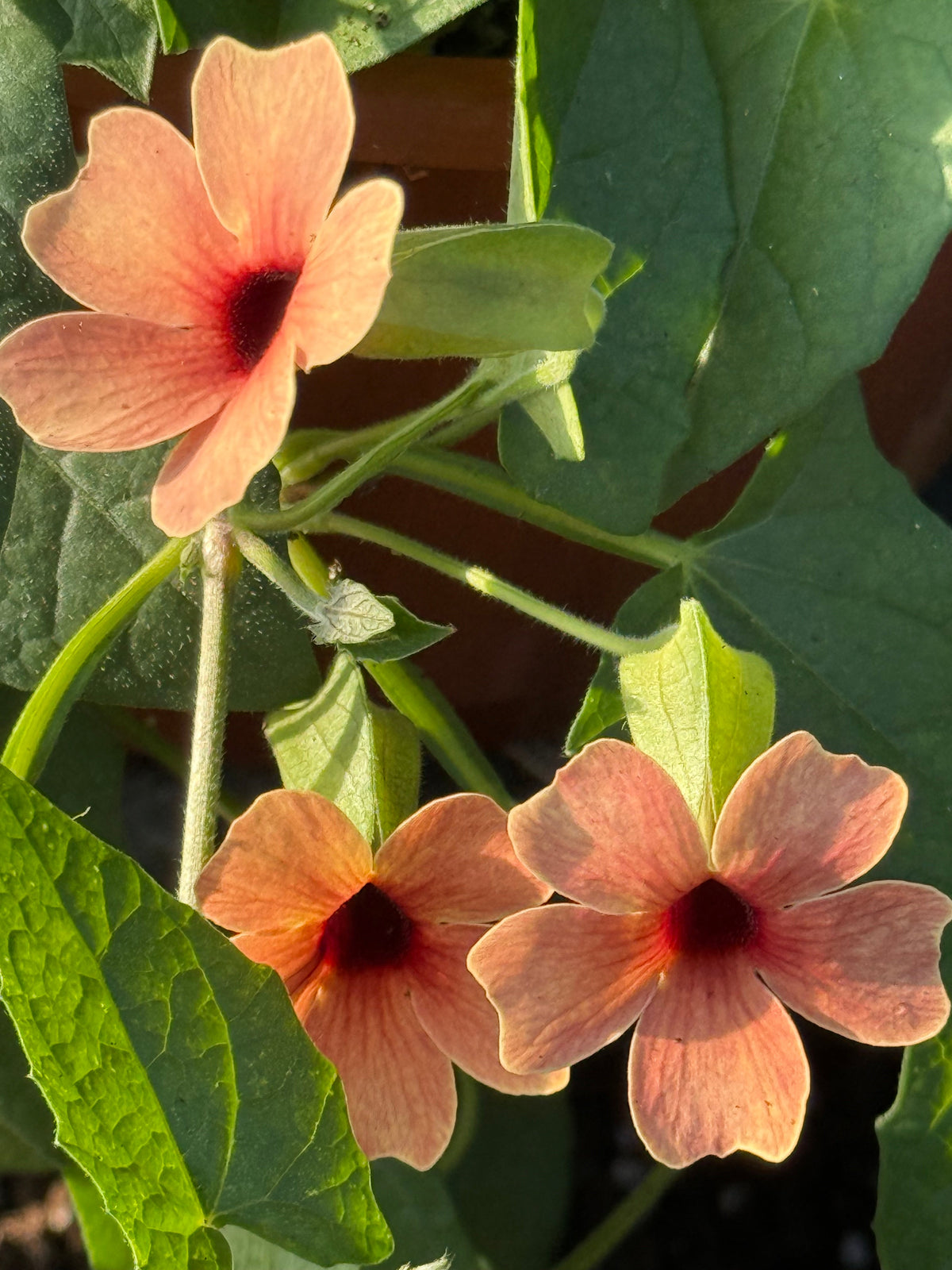 Thunbergia alata African Sunset Mix | Black-eyed Susan therapyofflowers.com