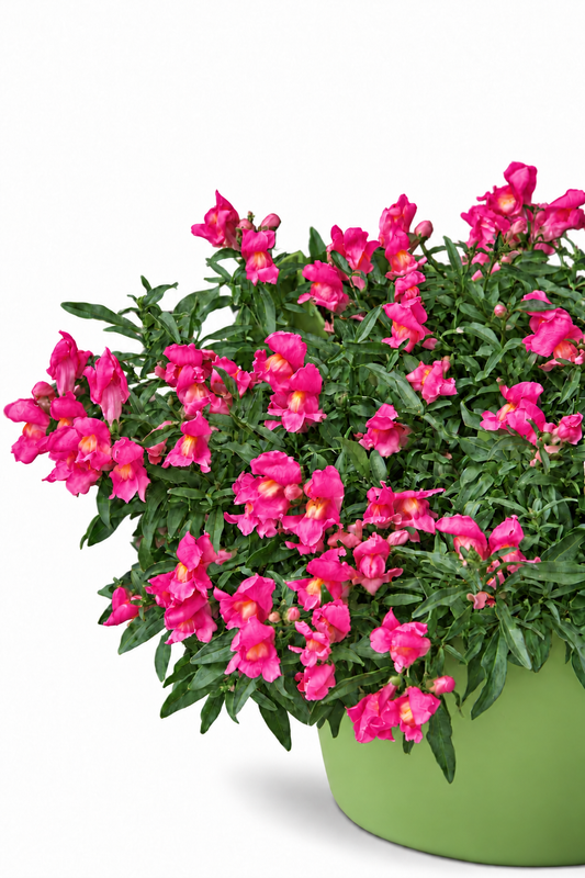 Antirrhinum majus Candy Showers Rose F1 | Trailing Snapdragon