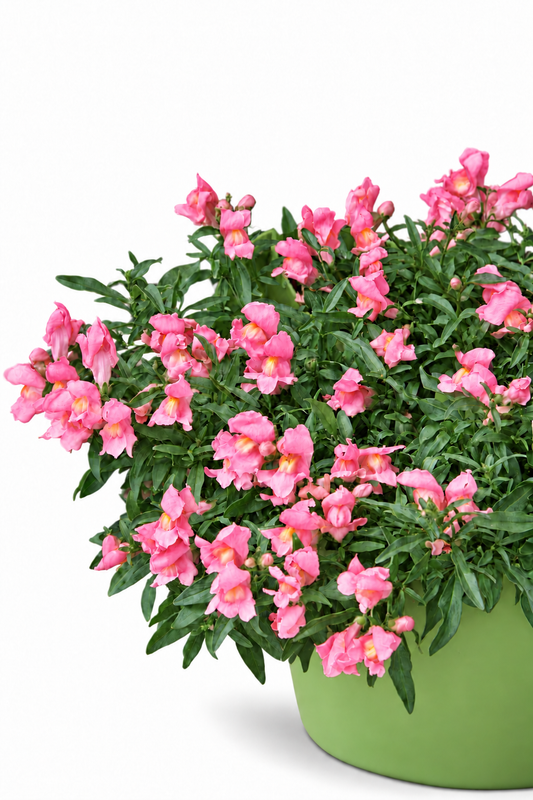 Antirrhinum majus Candy Showers Pink F1 | Trailing Snapdragon