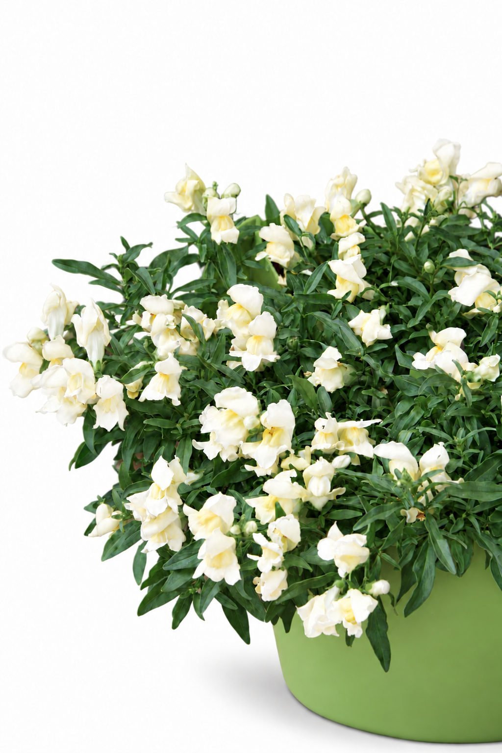 Antirrhinum majus Candy Showers White F1 | Trailing Snapdragon