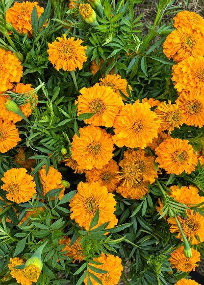 Tagetes erecta Coco™ Gold F1 | African Marigold | Cut Flower