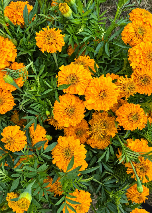 Tagetes erecta Coco™ Gold F1 | African Marigold | Cut Flower