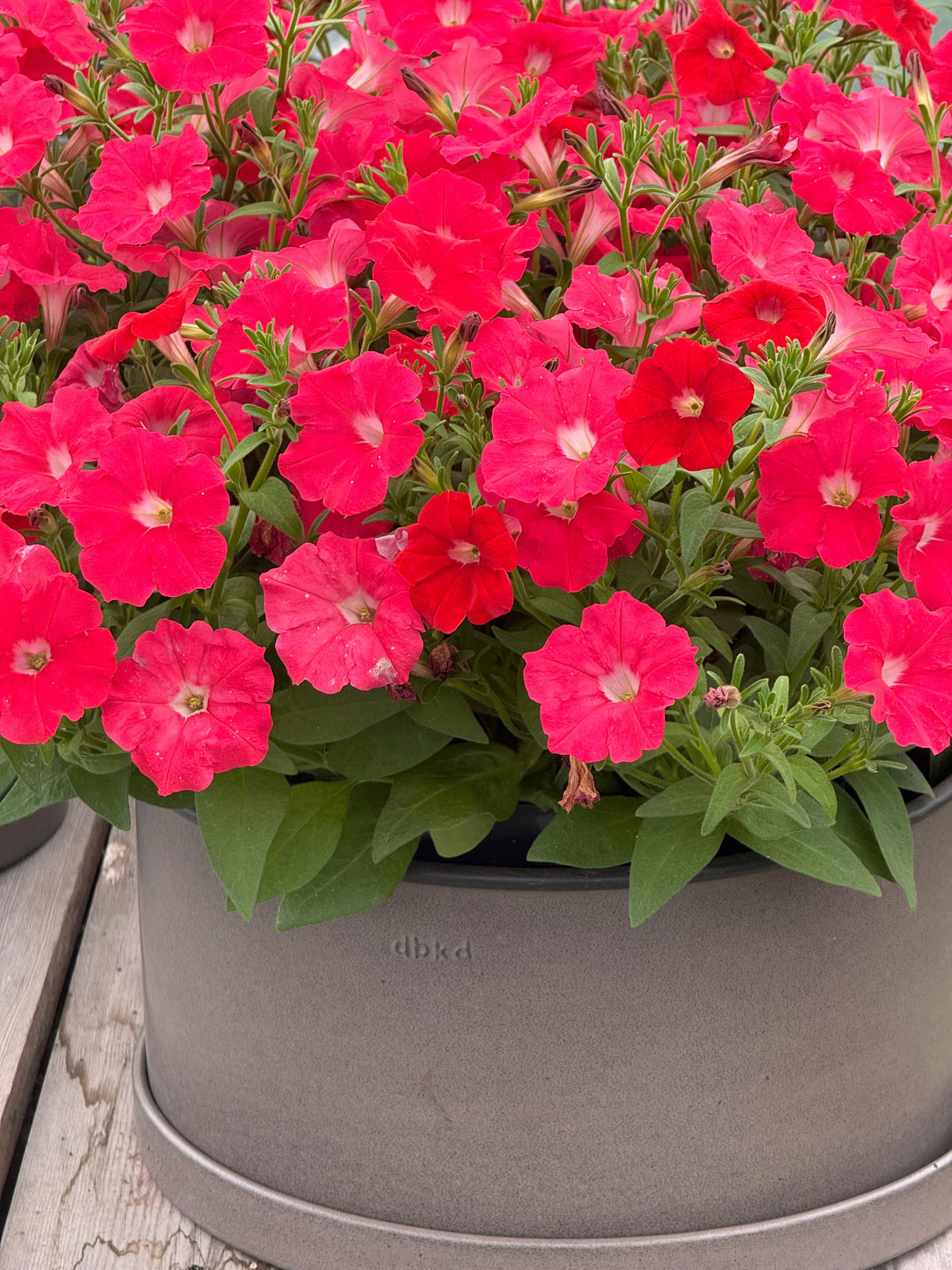 Petunia x Hybrida Pendolino Sensation Salmon-Orange F1 | Italian Petunia | Pelleted therapyofflowers.com