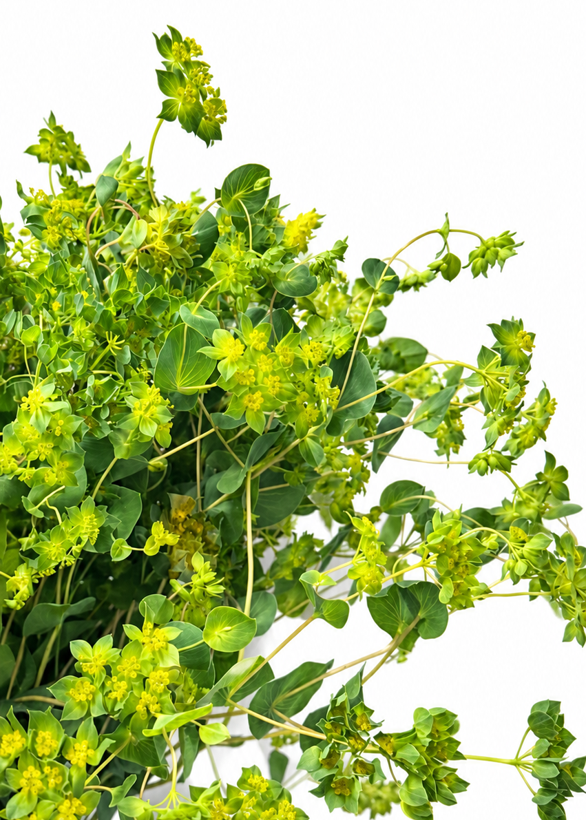 Bupleurum rotundifolium Green Gold | Thorough Wax