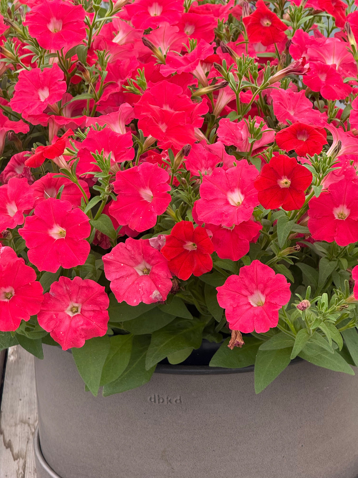 Petunia x Hybrida Pendolino Sensation Salmon-Orange F1 | Italian Petunia | Pelleted therapyofflowers.com