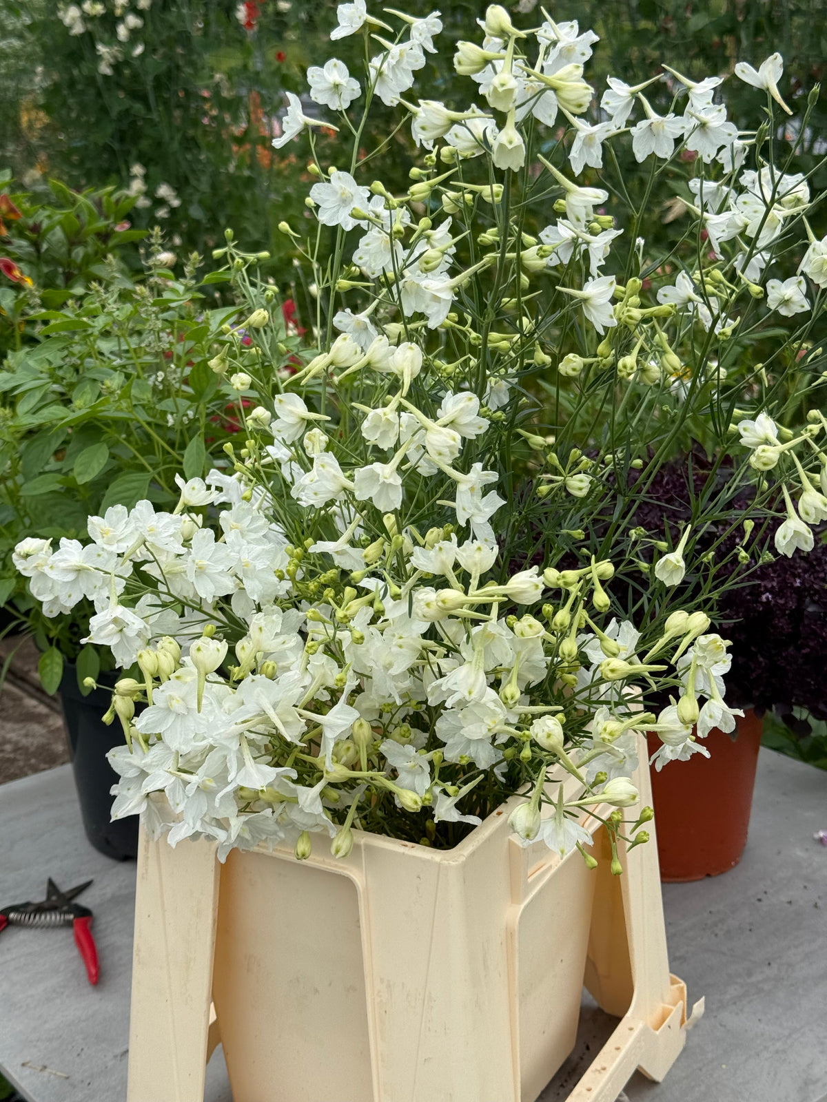 Delphinium grandiflorum Summer Star | Siberian larkspur therapyofflowers.com