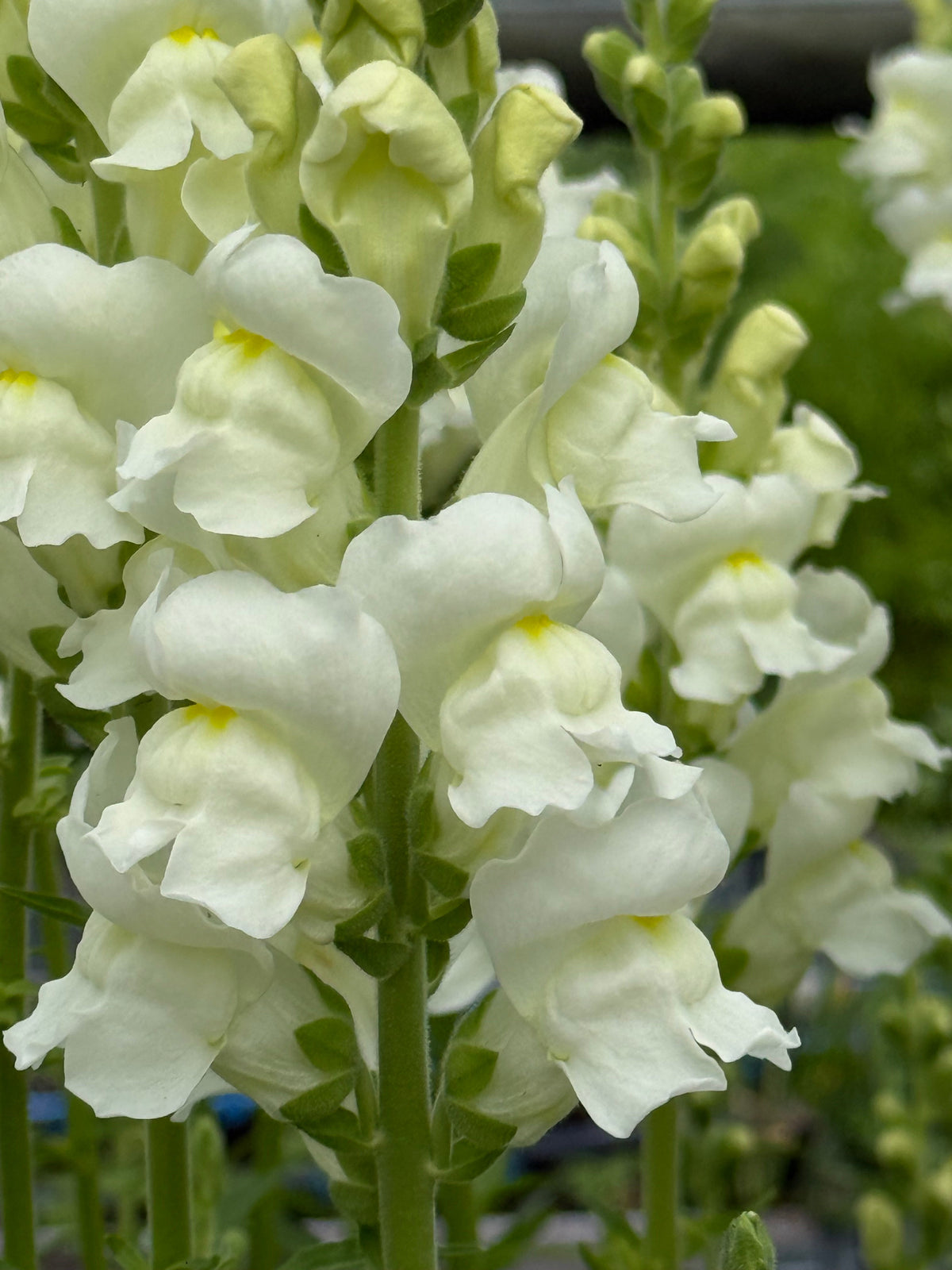 Snapdragon Avignon Ivory F1 | Group 2 | Antirrhinum majus | Pelleted therapyofflowers.com
