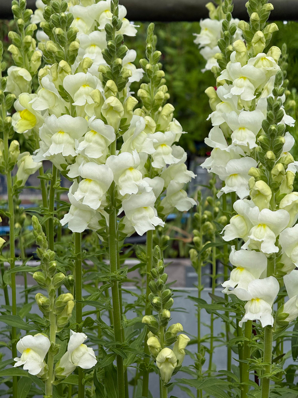 Snapdragon Avignon Ivory F1 | Group 2 | Antirrhinum majus | Pelleted therapyofflowers.com
