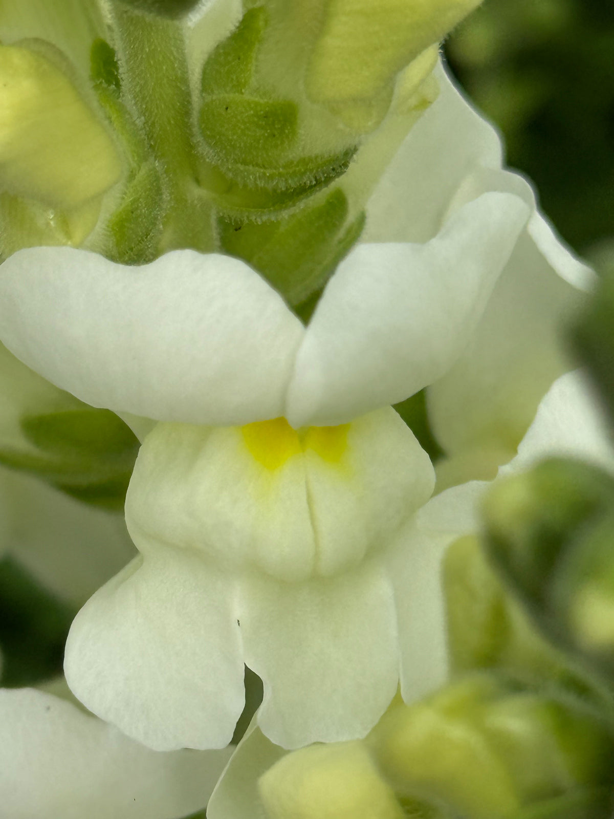 Snapdragon Avignon Ivory F1 | Group 2 | Antirrhinum majus | Pelleted therapyofflowers.com