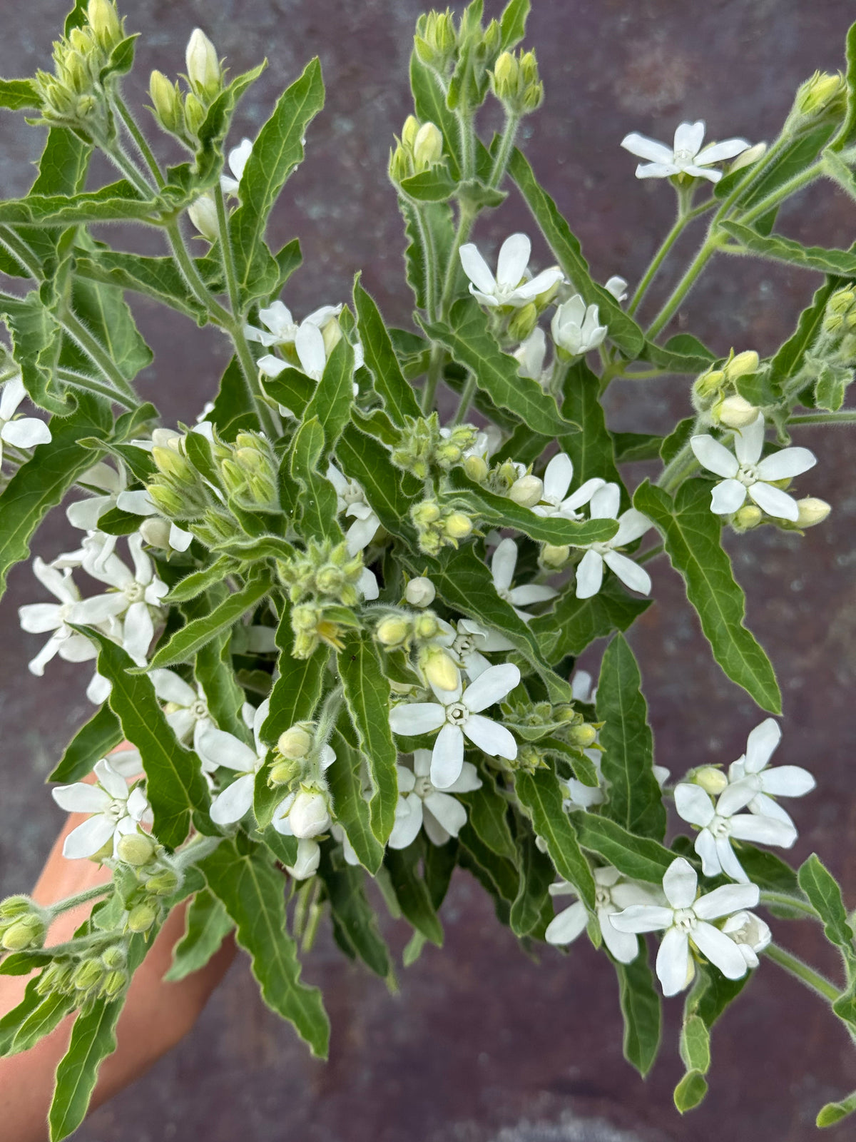 Oxypetalum coeruleum White | Tweedia | White Star Milkweed therapyofflowers.com