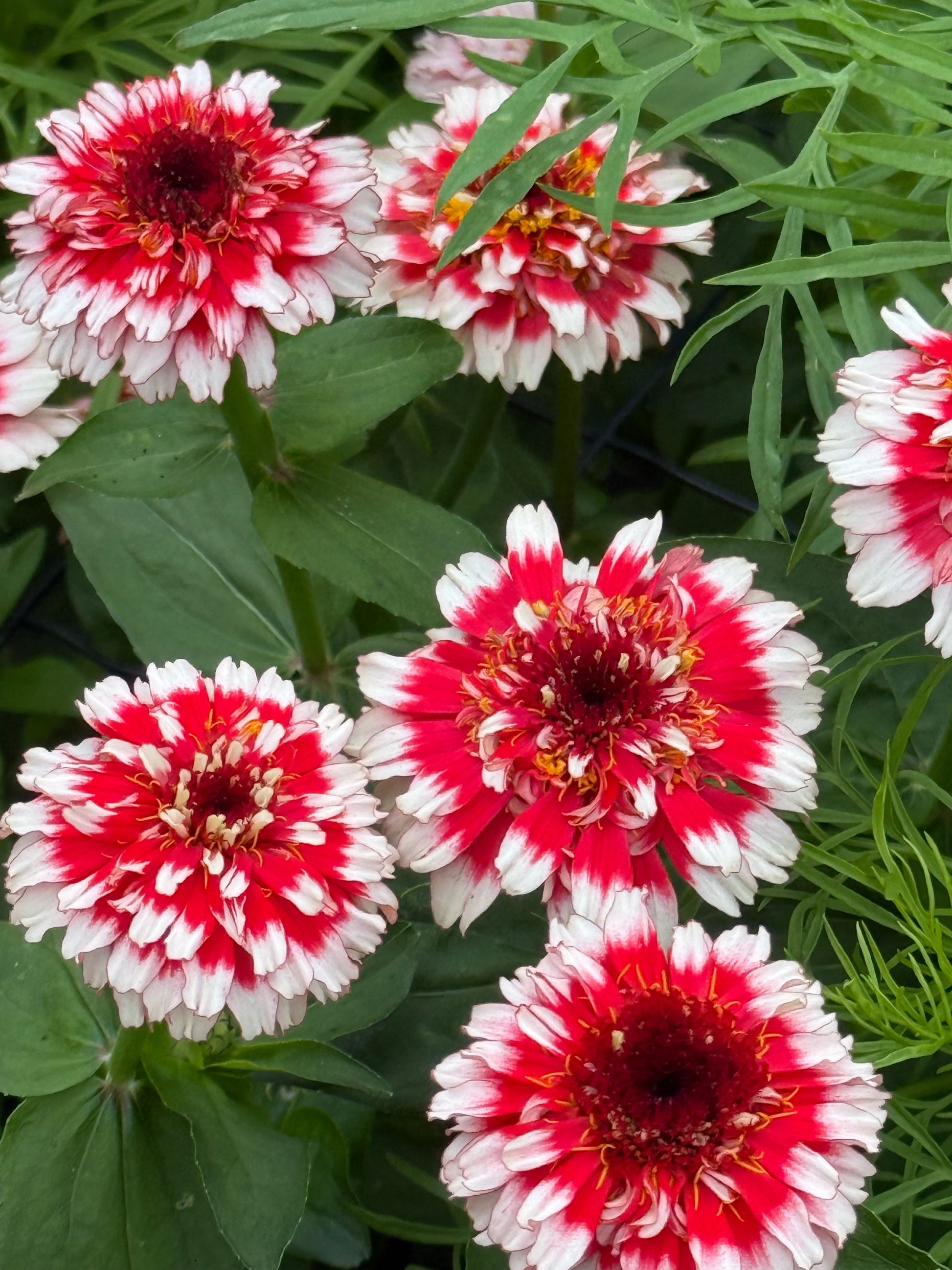 Zinnia elegans Zinderella Fizz | Scabiosa-Flowered Zinnia therapyofflowers.com