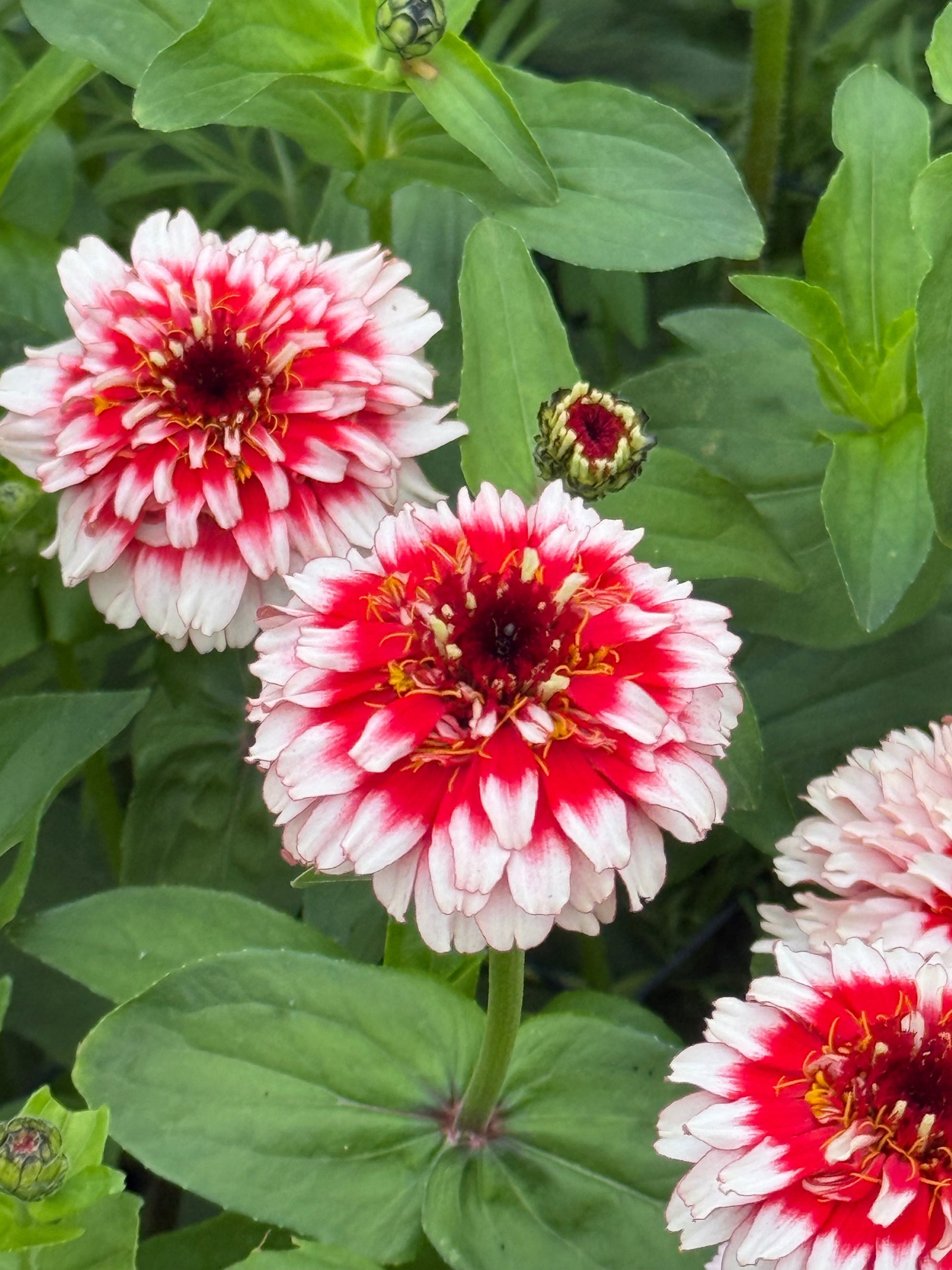 Zinnia elegans Zinderella Fizz | Scabiosa-Flowered Zinnia therapyofflowers.com