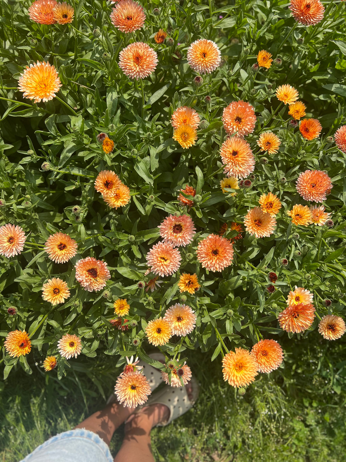 Calendula officinalis Orange Flash | Pot marigold
