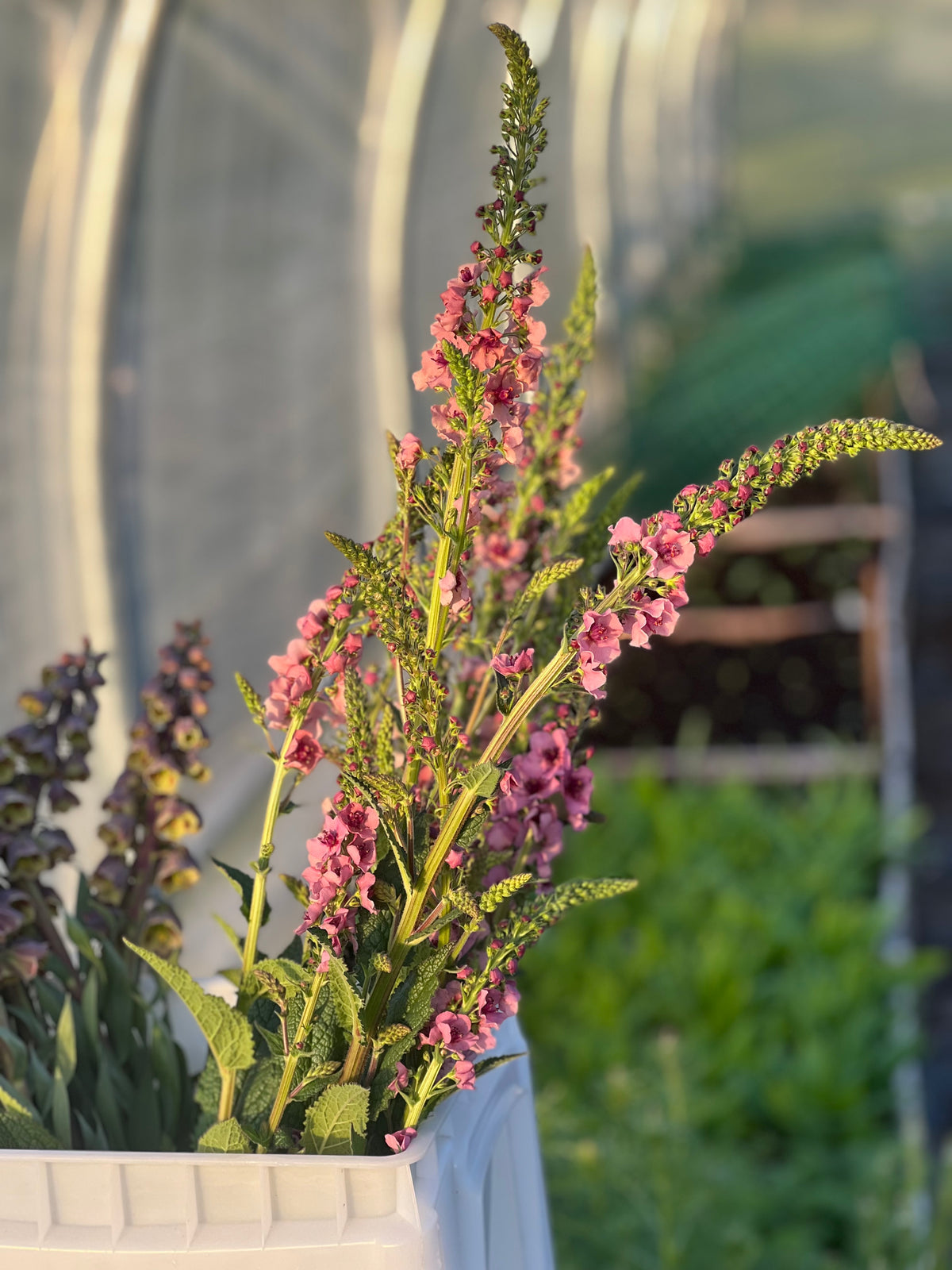 Gordolobo Southern Charm | Verbascum x hybrida