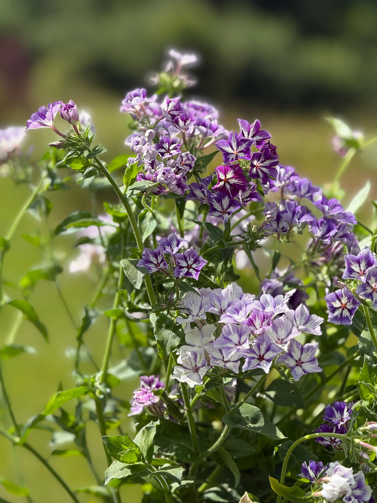 Phlox Drummondii Sugar Stars | Annual Phlox therapyofflowers.com