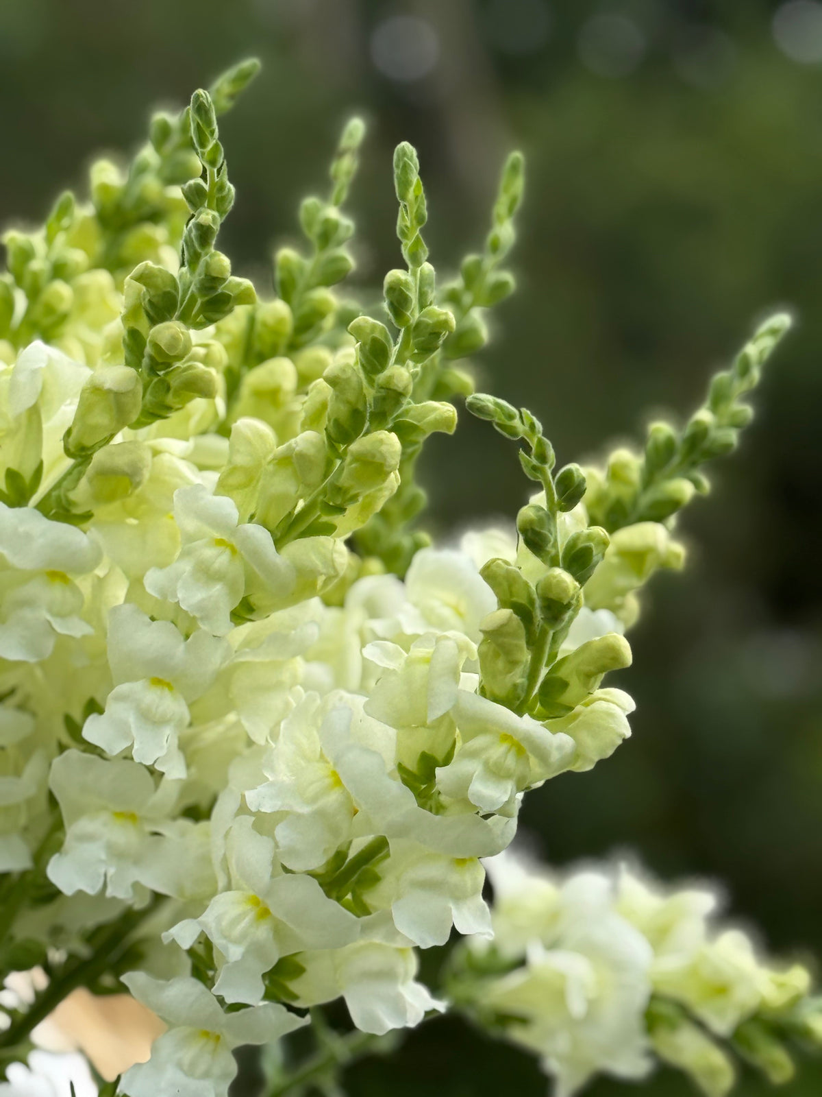 Snapdragon Avignon Ivory F1 | Group 2 | Antirrhinum majus | Pelleted therapyofflowers.com