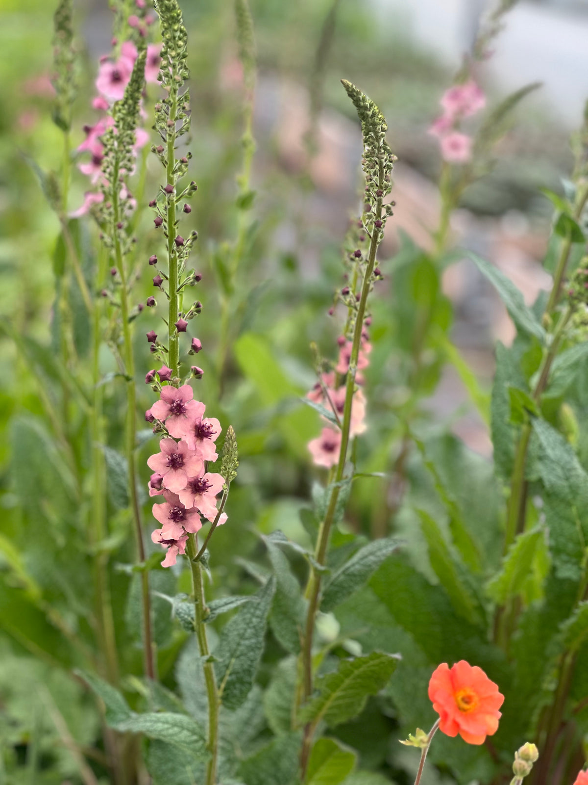 Gordolobo Southern Charm | Verbascum x hybrida