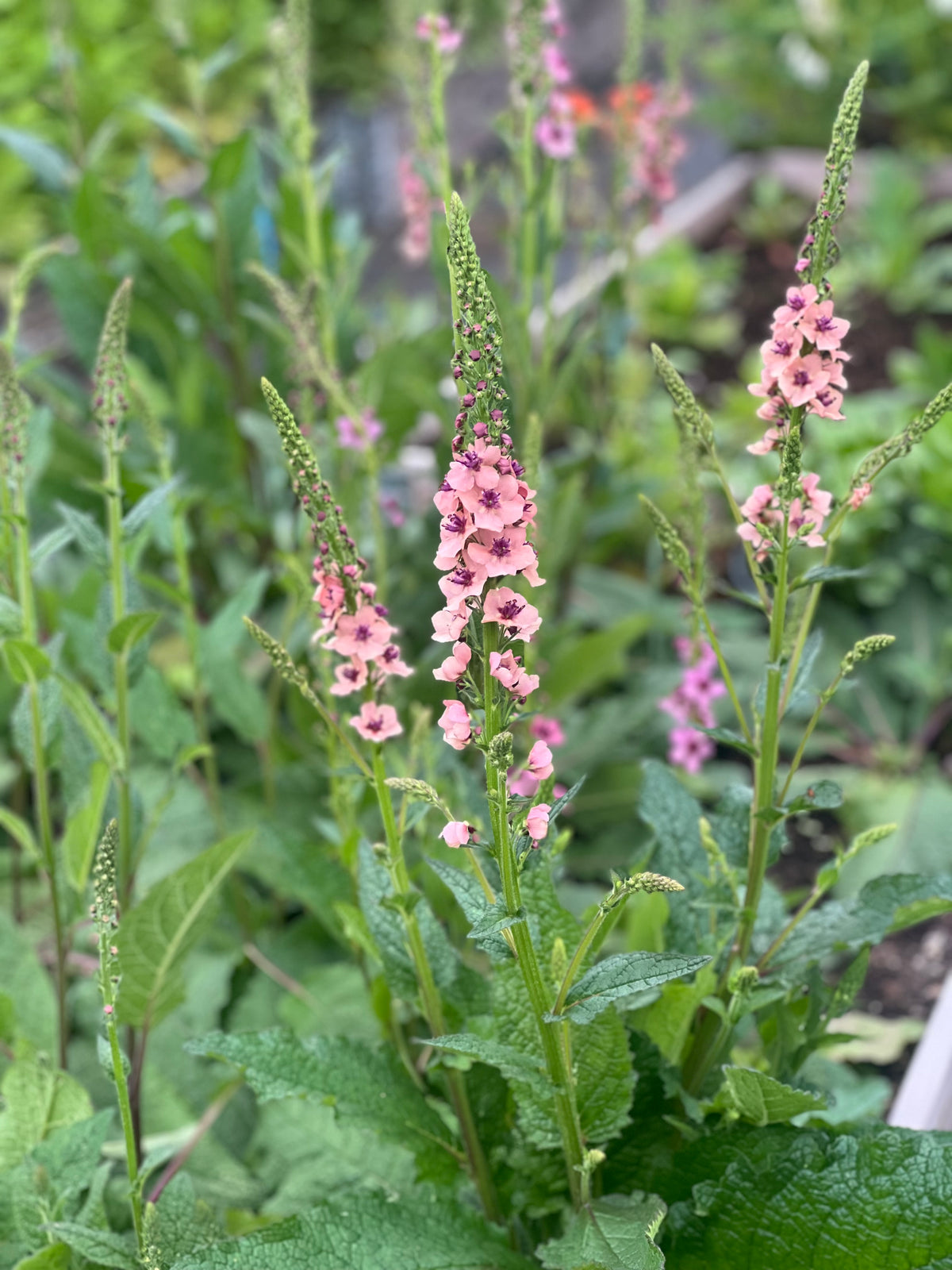Gordolobo Southern Charm | Verbascum x hybrida
