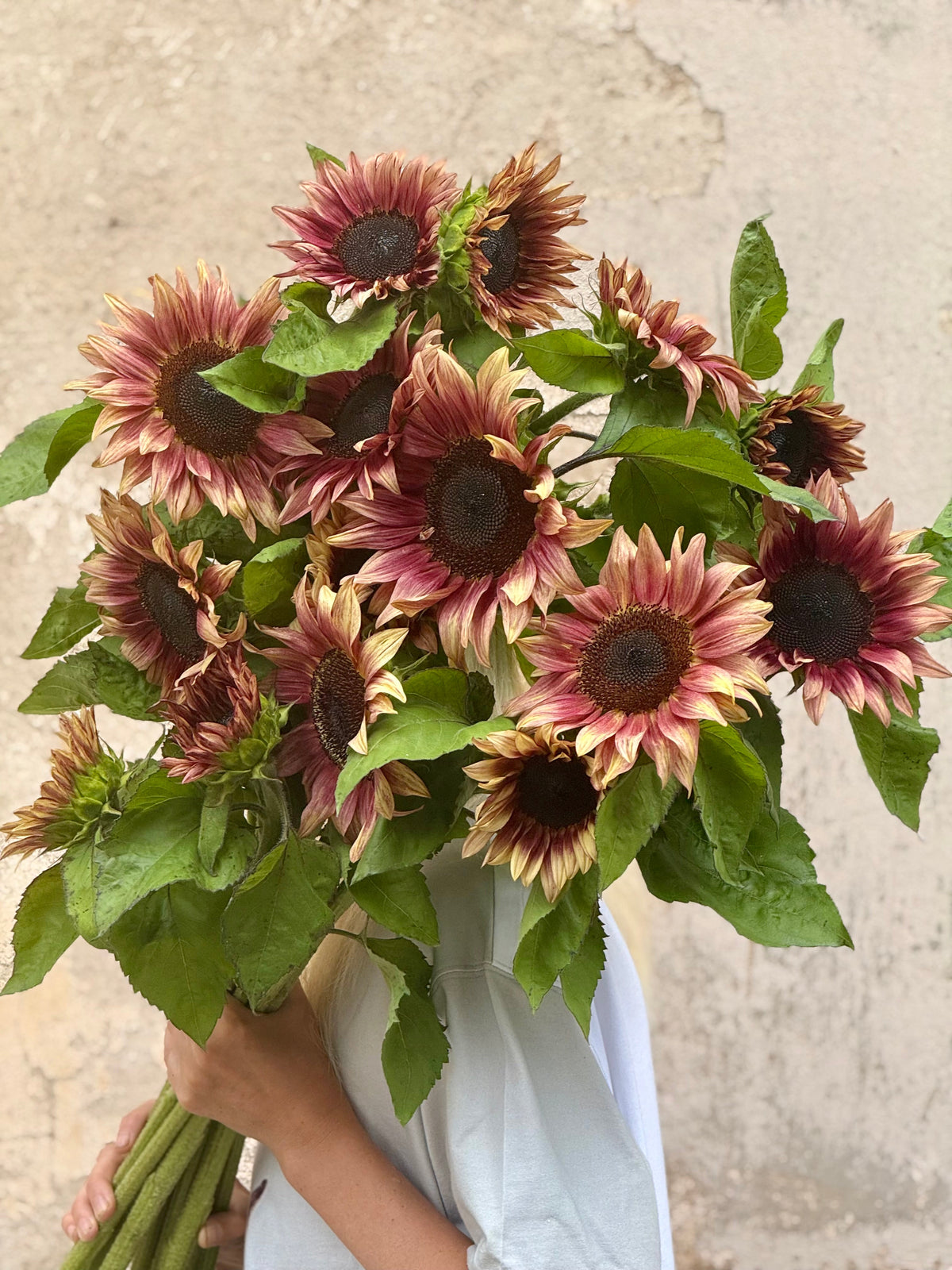 Sunflower ProCut® Plum F1 | Helianthus annuus therapyofflowers.com