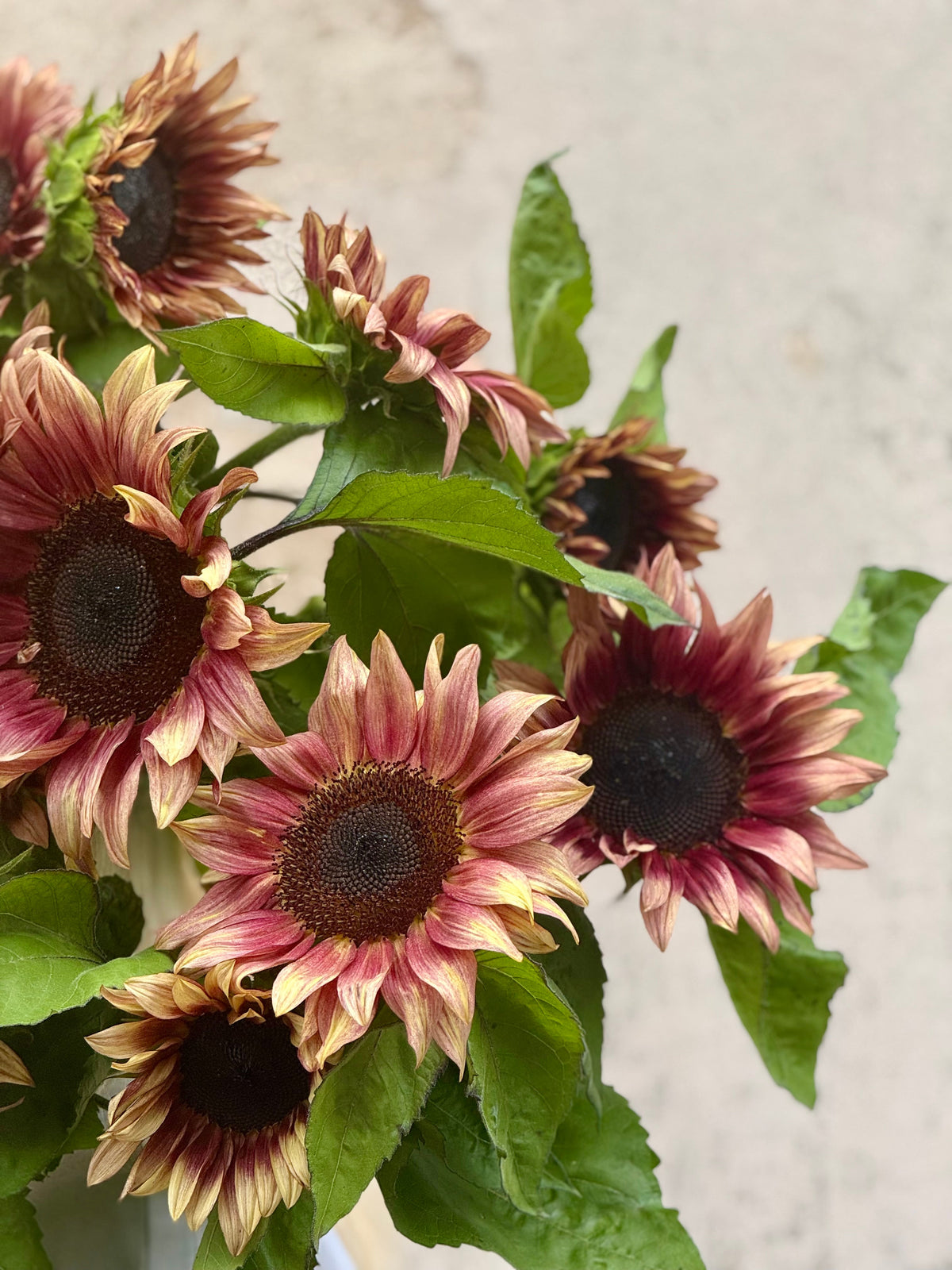 Sunflower ProCut® Plum F1 | Helianthus annuus therapyofflowers.com