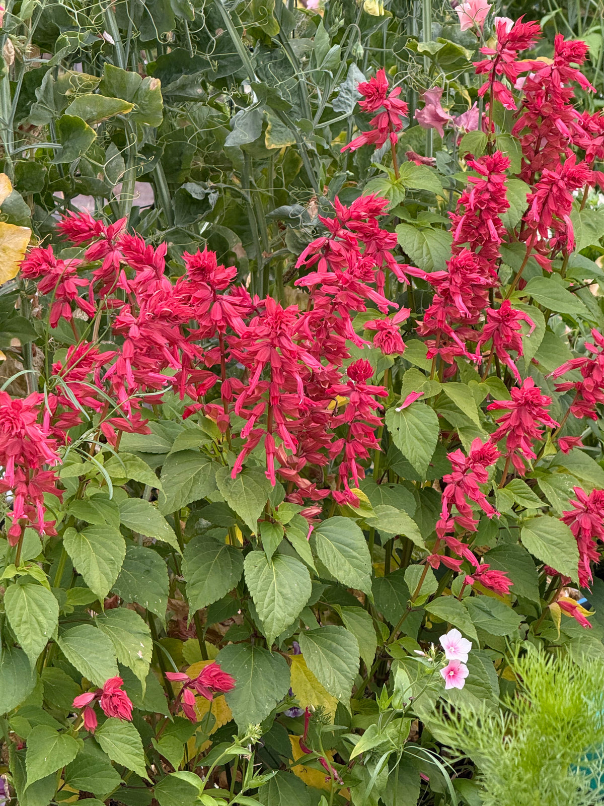Salvia splendens Estella Coral | Scarlet sage therapyofflowers.com