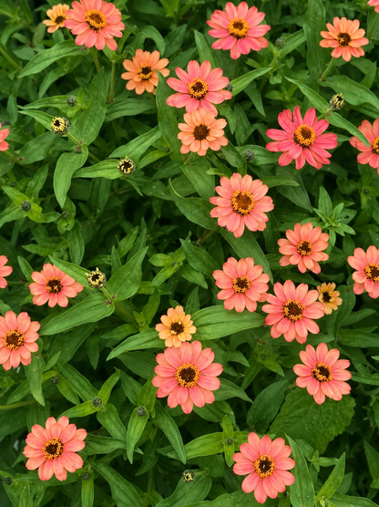 Zinnia Hybrida Profusion Apricot | Great for Cut Flowers therapyofflowers.com
