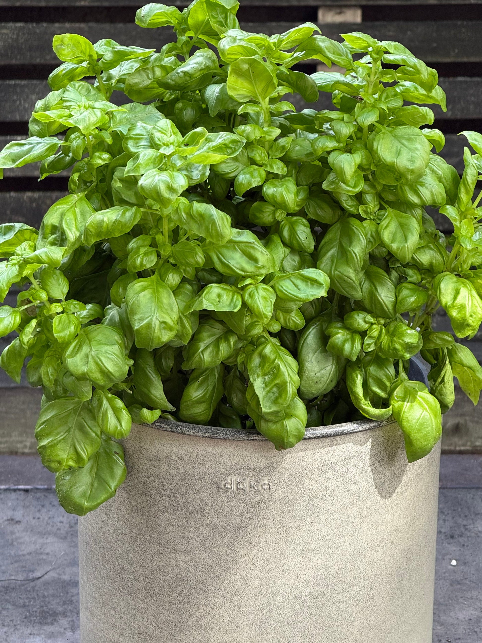 Everleaf Genovese Basil | Ocimum basilicum therapyofflowers.com
