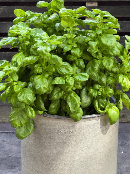 Everleaf Genovese Basil | Ocimum basilicum therapyofflowers.com