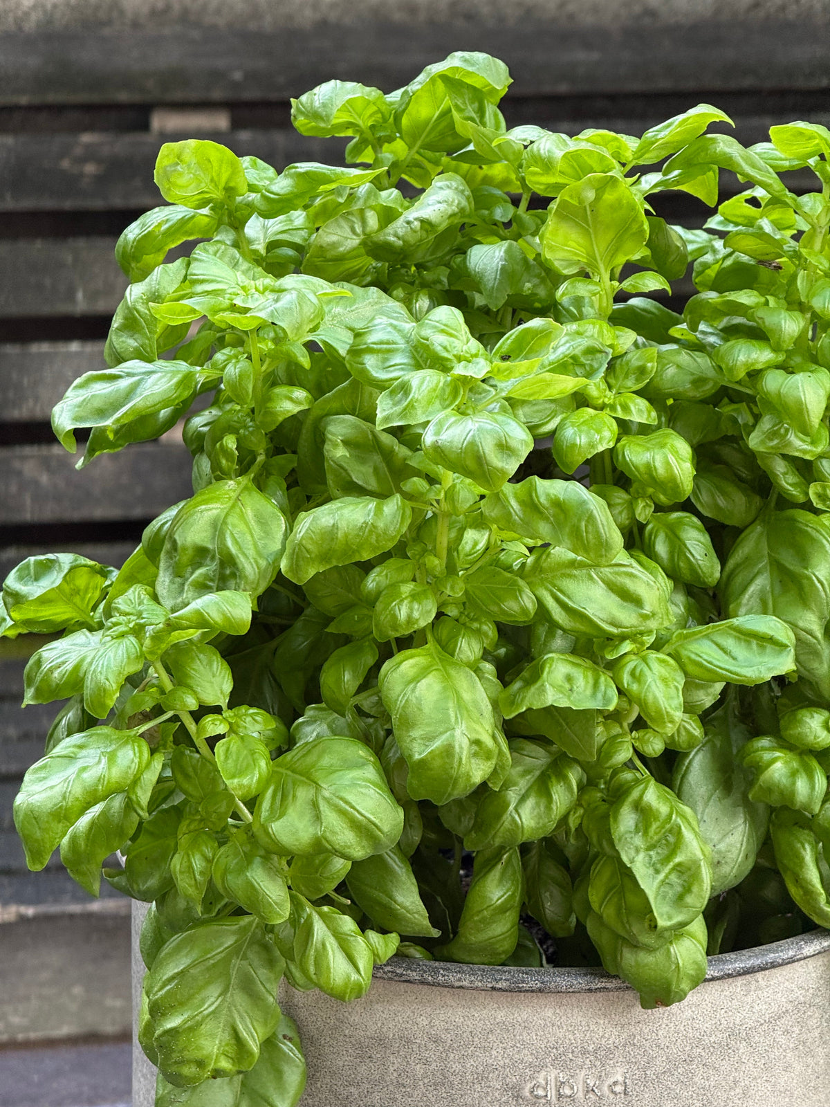 Everleaf Genovese Basil | Ocimum basilicum therapyofflowers.com