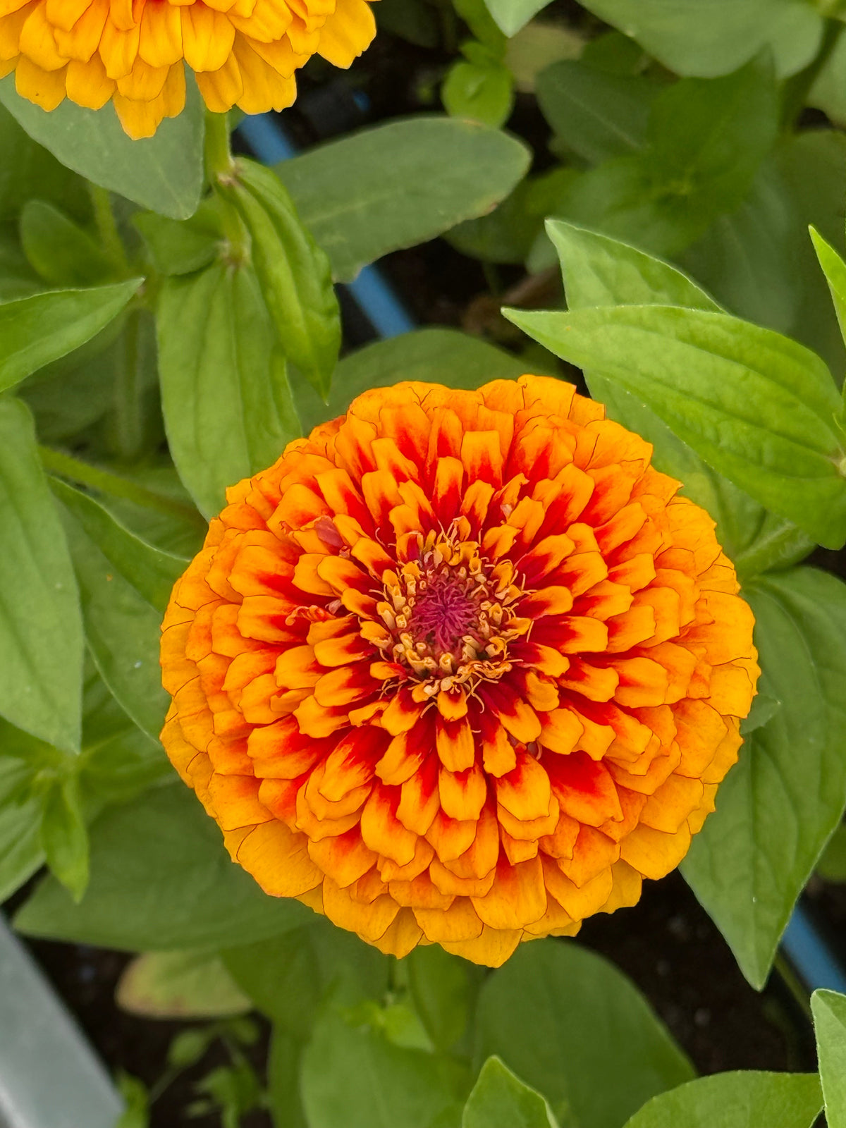 Zinnia elegans Macarenia | Bicolor Zinnia | Scarlet & Gold therapyofflowers.com