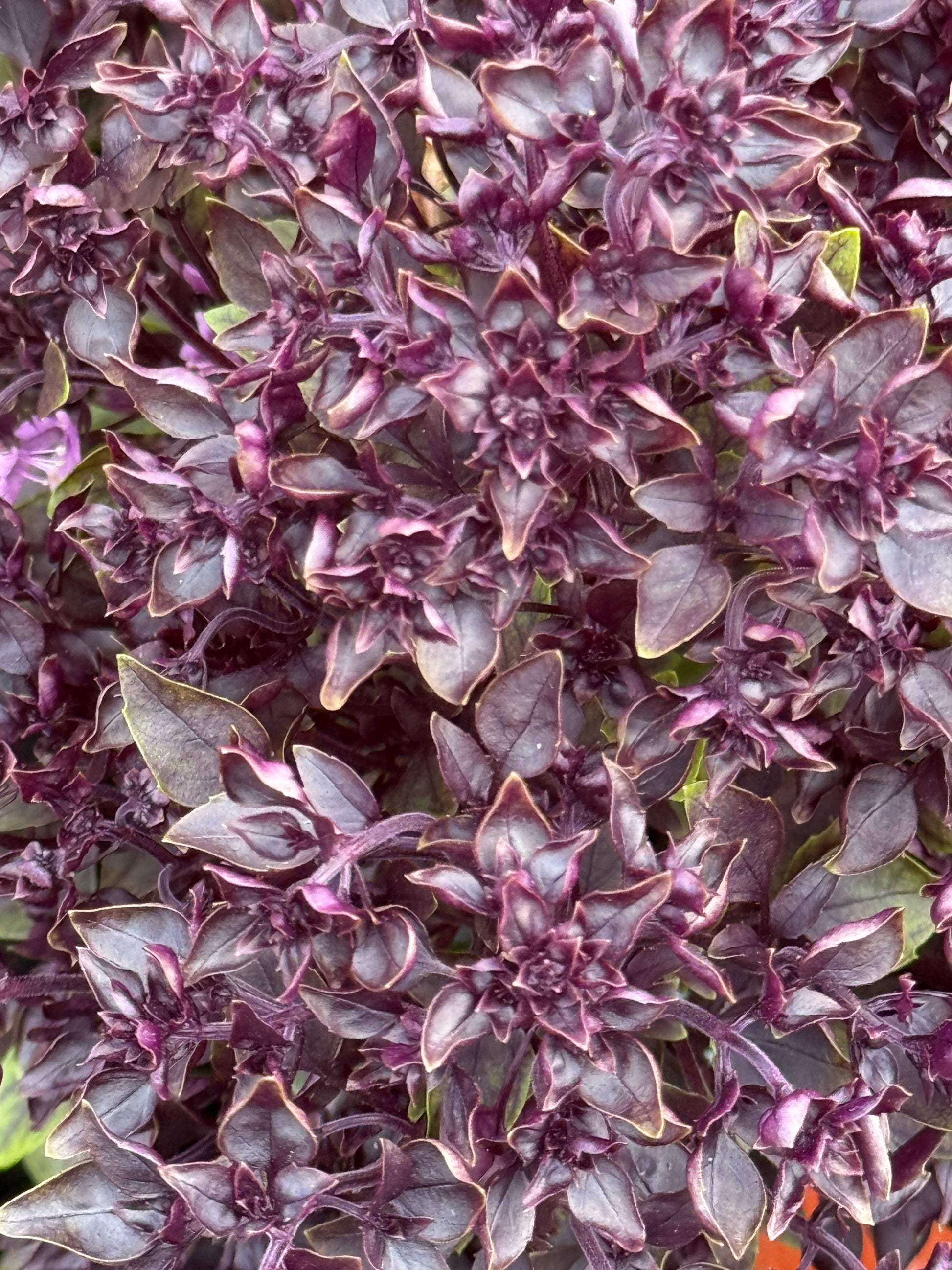 Purple Ball Basil | Ocimum Basilicum | Very aromatic Basil therapyofflowers.com