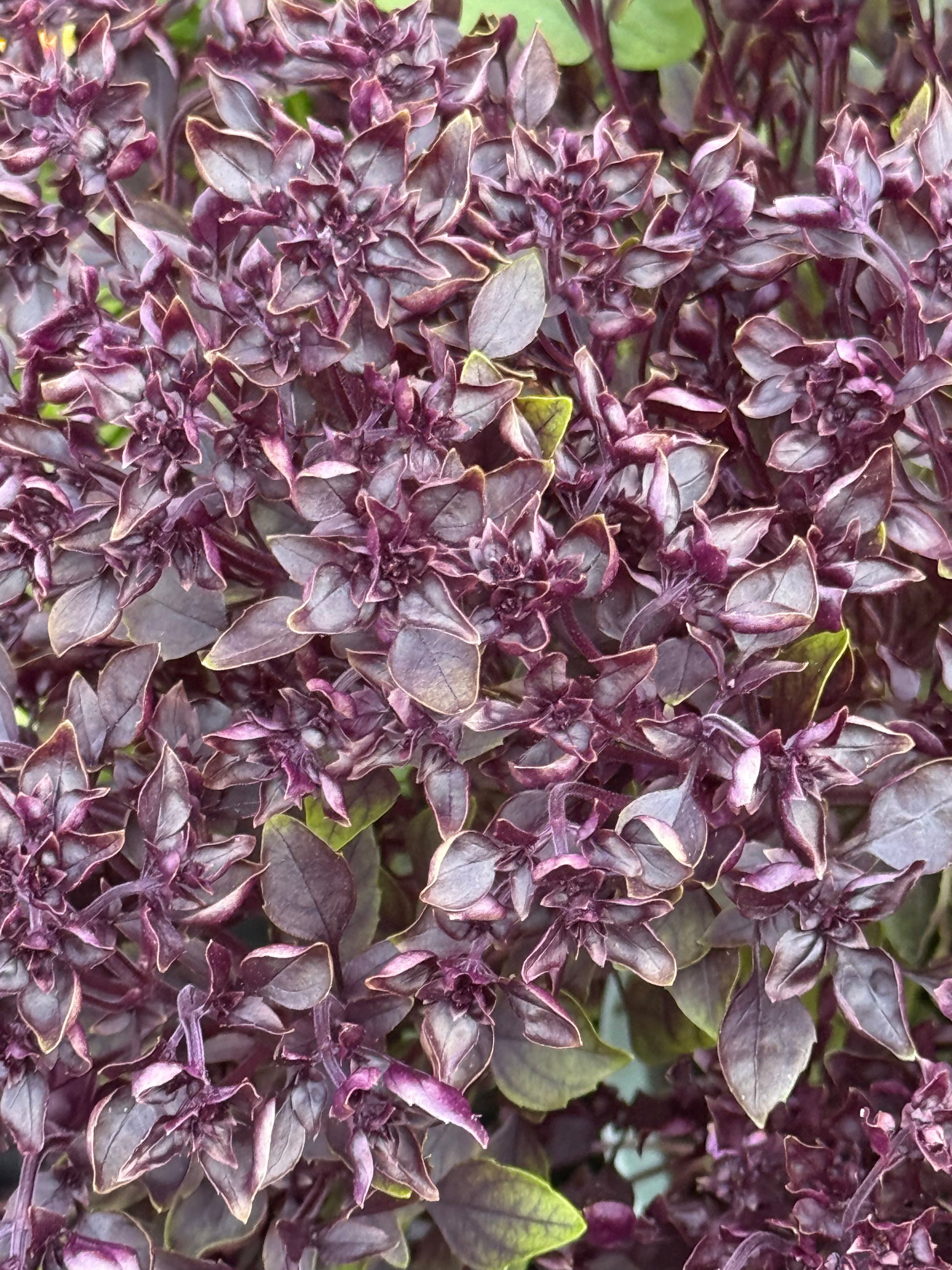 Purple Ball Basil | Ocimum Basilicum | Very aromatic Basil therapyofflowers.com