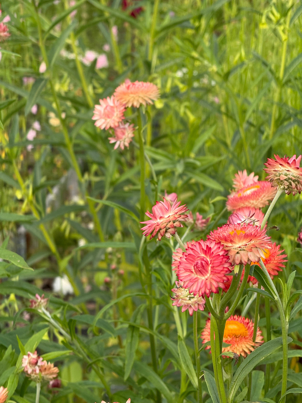 Helichrysum bracteatum Salmon | Strawflower therapyofflowers.com