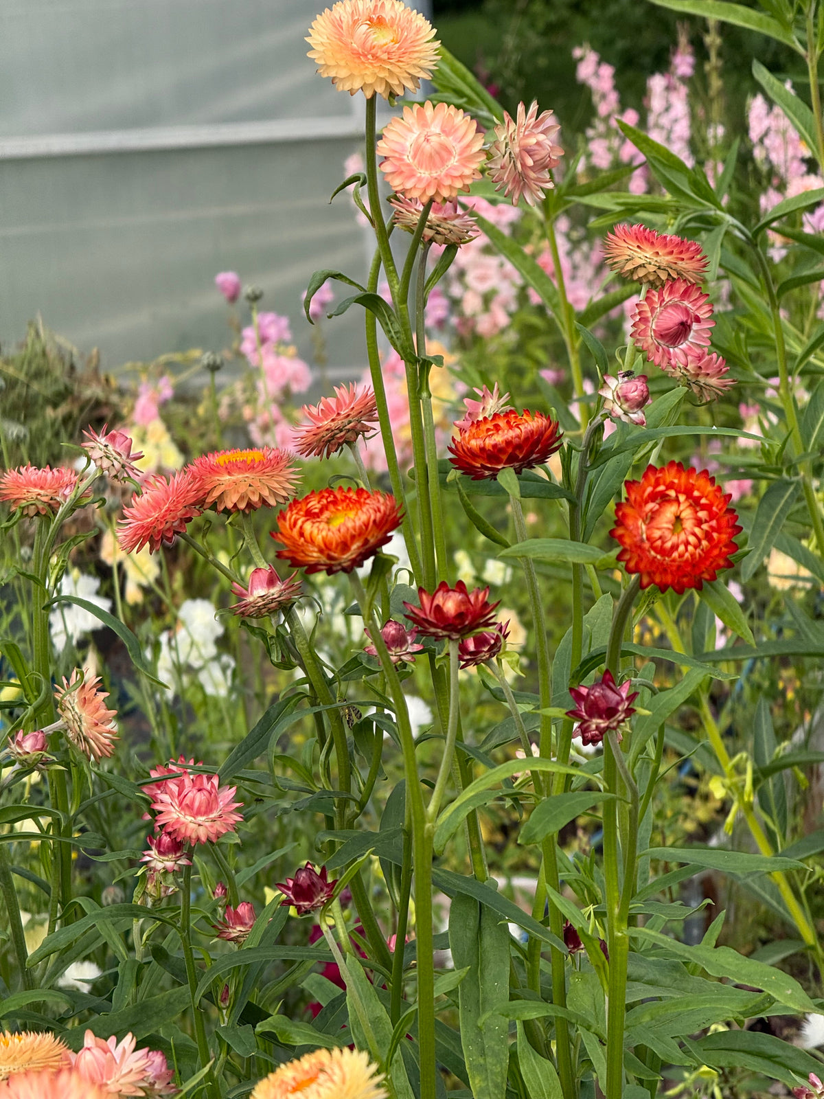 Helichrysum bracteatum Salmon | Strawflower therapyofflowers.com