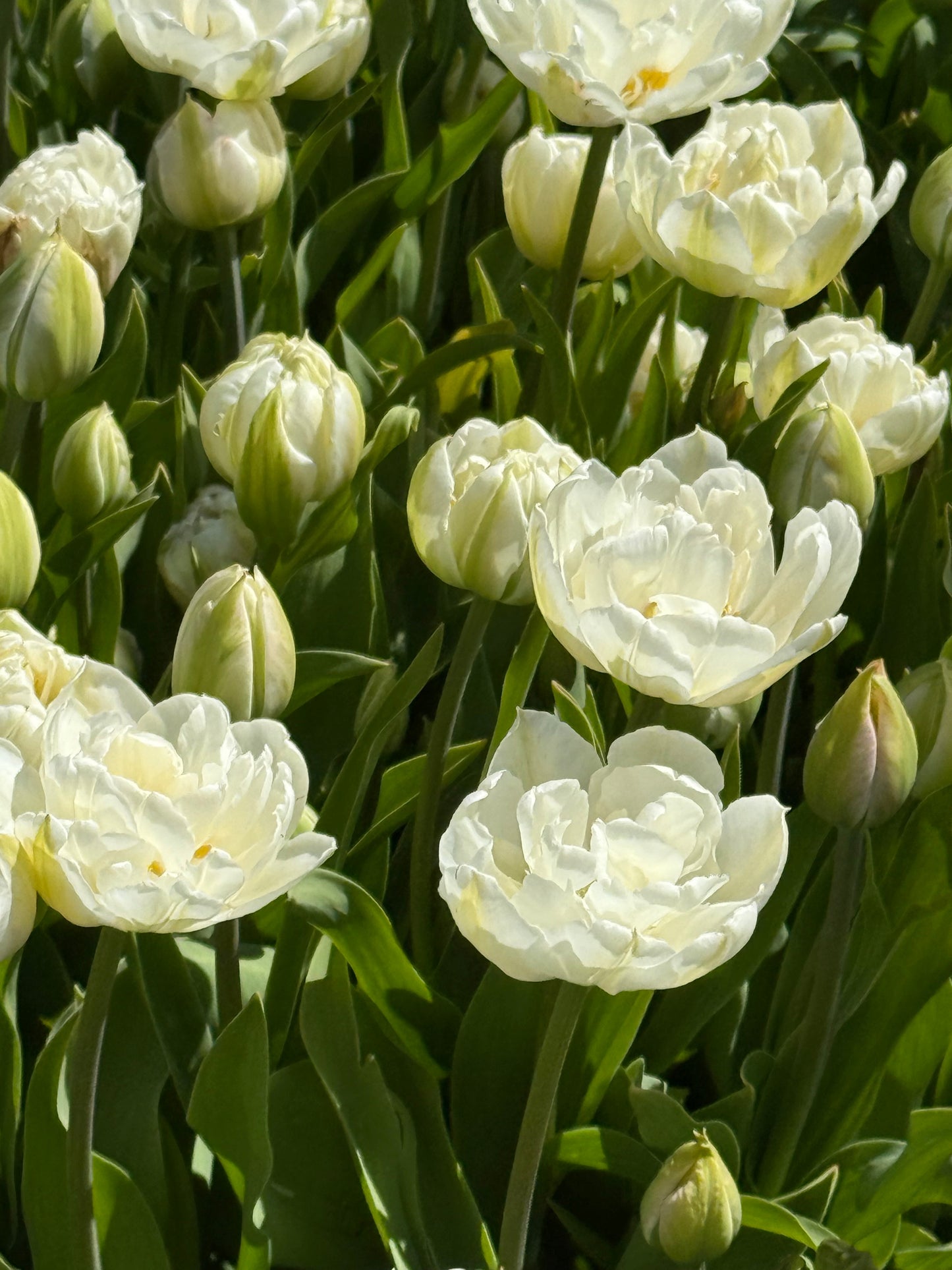 Tulip Mount Tacoma | Double Late Tulip therapyofflowers.com