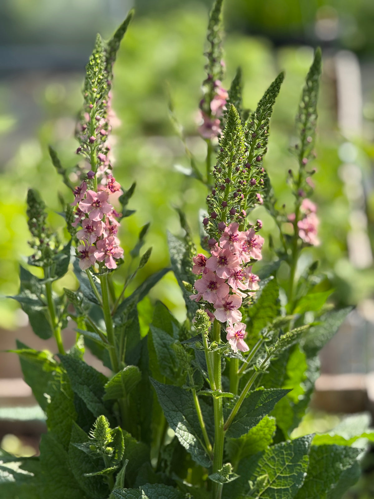 Gordolobo Southern Charm | Verbascum x hybrida
