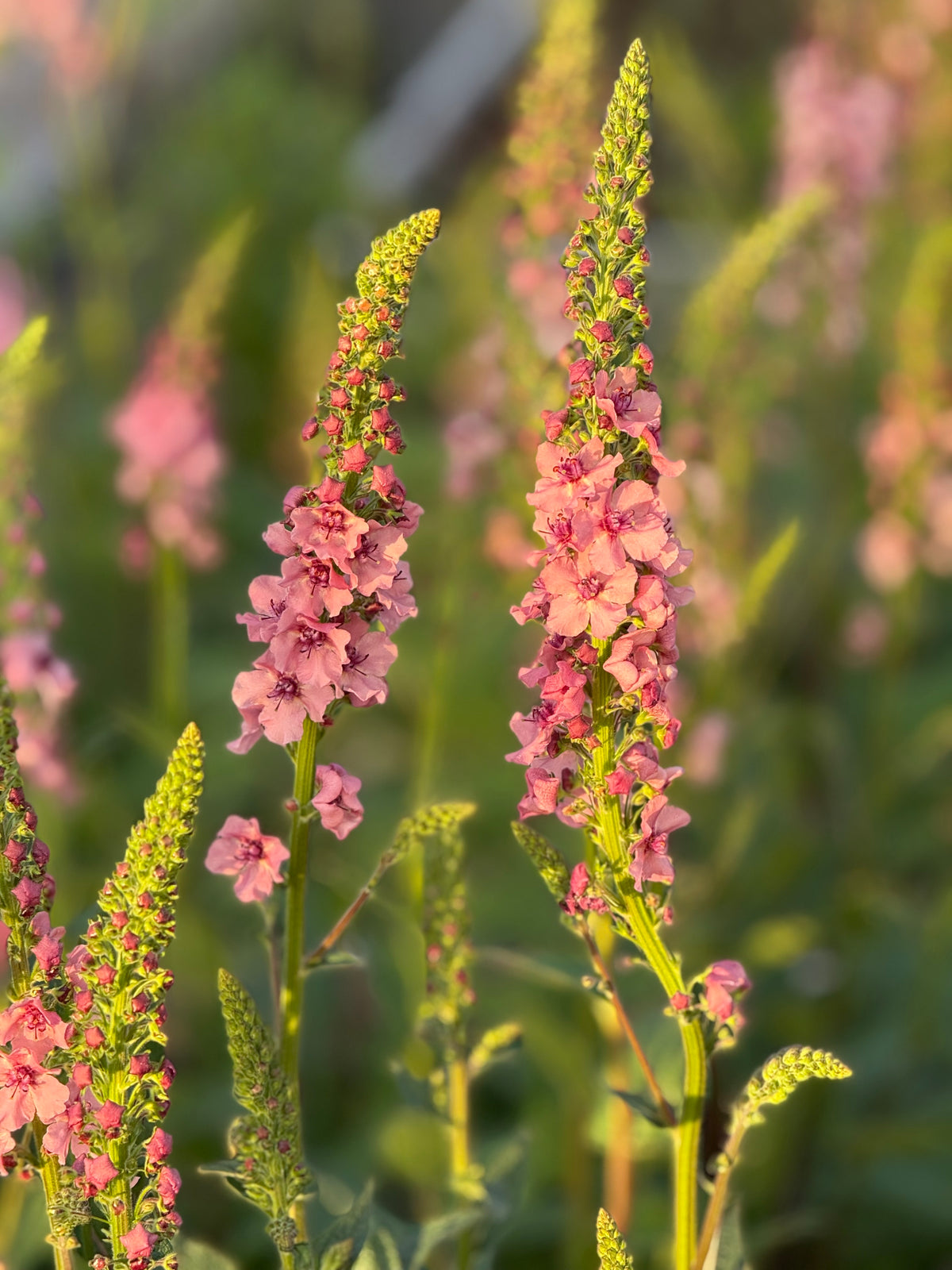 Gordolobo Southern Charm | Verbascum x hybrida