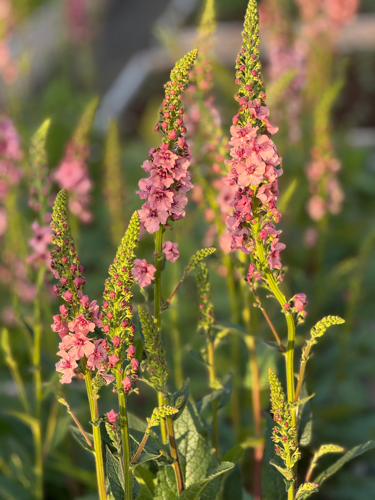 Gordolobo Southern Charm | Verbascum x hybrida