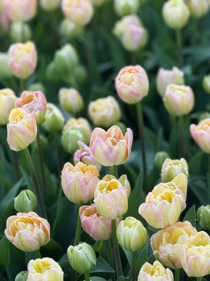 Tulip Creme Upstar | Fragrant Double Late Tulip therapyofflowers.com