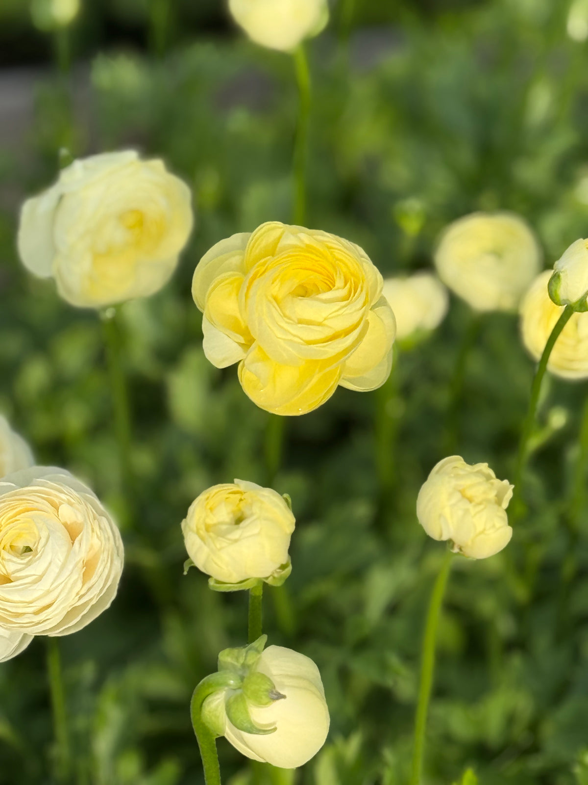 Ранункулюс Elegance® CREMA 347G B&amp;B | Ranunculus asiaticus