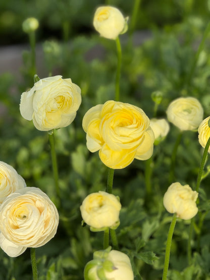 Āzijas gundega Elegance® CREMA 347G B&B | Ranunculus asiaticus | Gumu izmērs 4/5