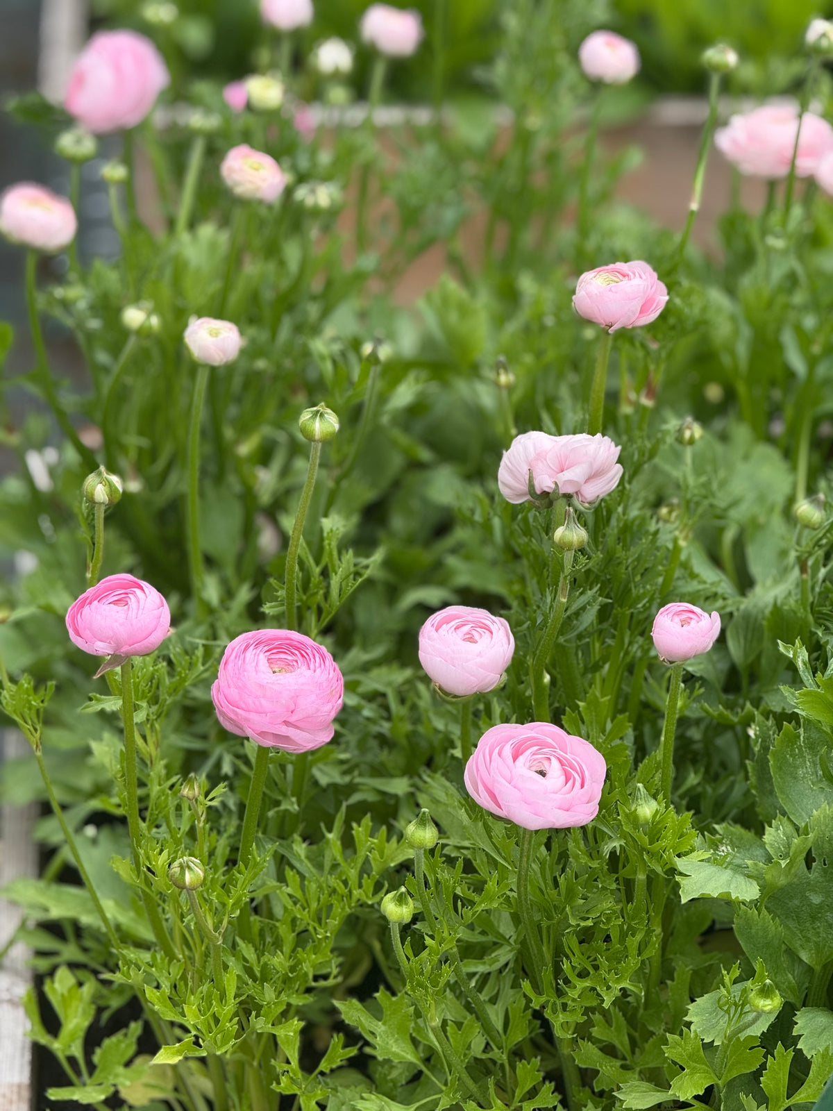 Ranunculus Elegance® ROSA CHIARO 85P B&B |  Italian Ranunculus | Corm size: 4/5