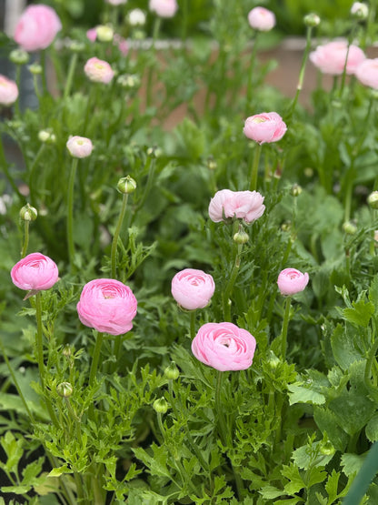 Āzijas gundega Elegance® ROSA CHIARO  85P B&B | Ranunculus asiaticus | Guma izmērs 4/5