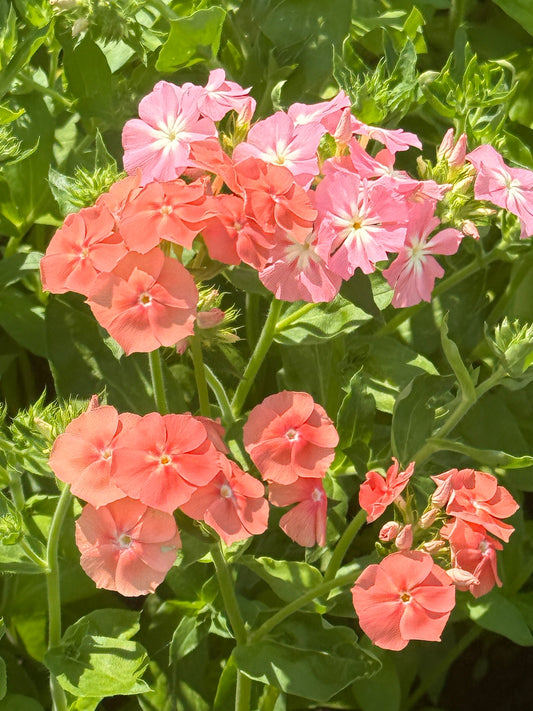 Phlox Drummondii Phlox of Sheep Pastel mix | Annual Phlox therapyofflowers.com