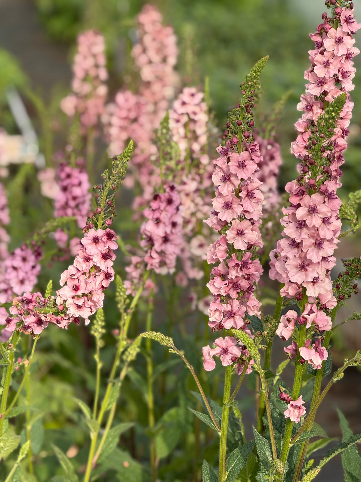 Gordolobo Southern Charm | Verbascum x hybrida