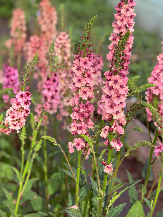 Gordolobo Southern Charm | Verbascum x hybrida