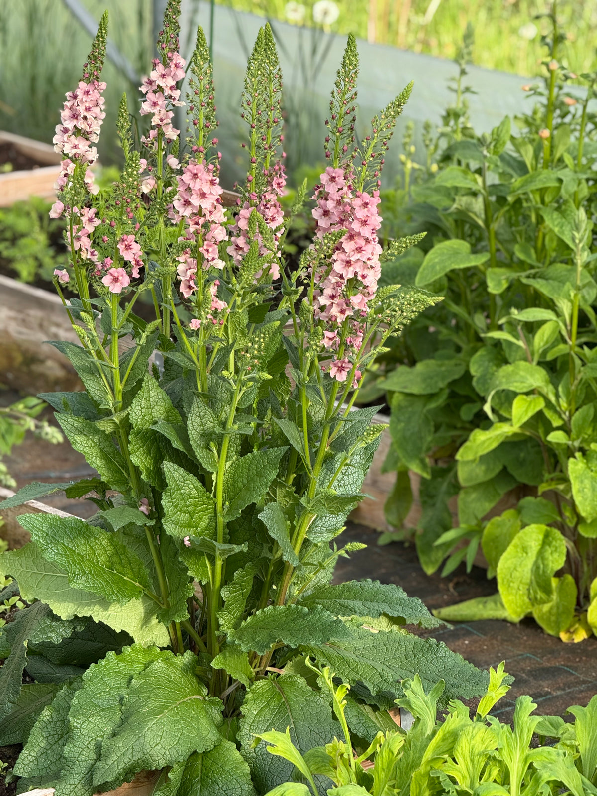 Gordolobo Southern Charm | Verbascum x hybrida