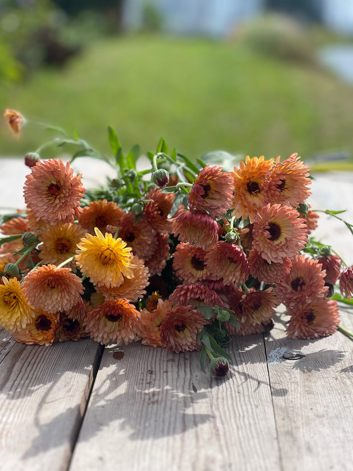 Calendula officinalis Orange Flash | Pot marigold