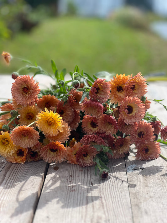 Calendula officinalis Orange Flash | Pot marigold