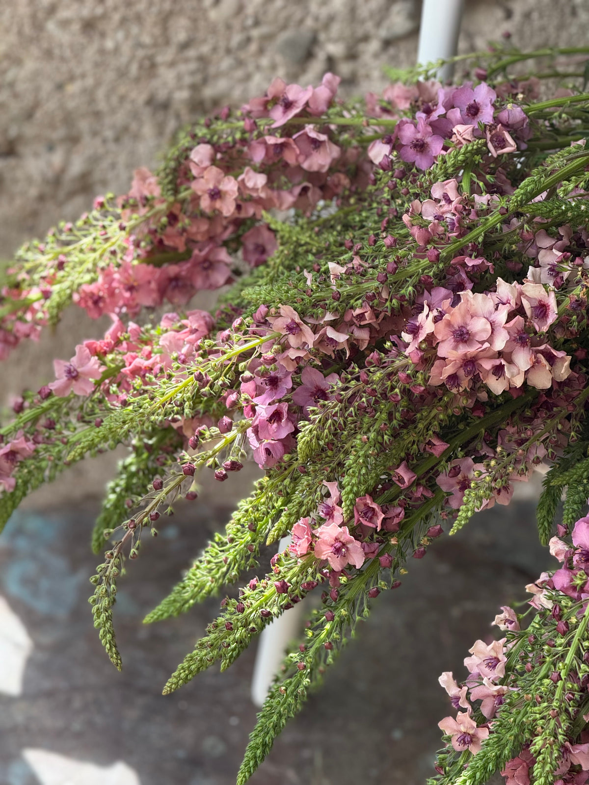 Gordolobo Southern Charm | Verbascum x hybrida
